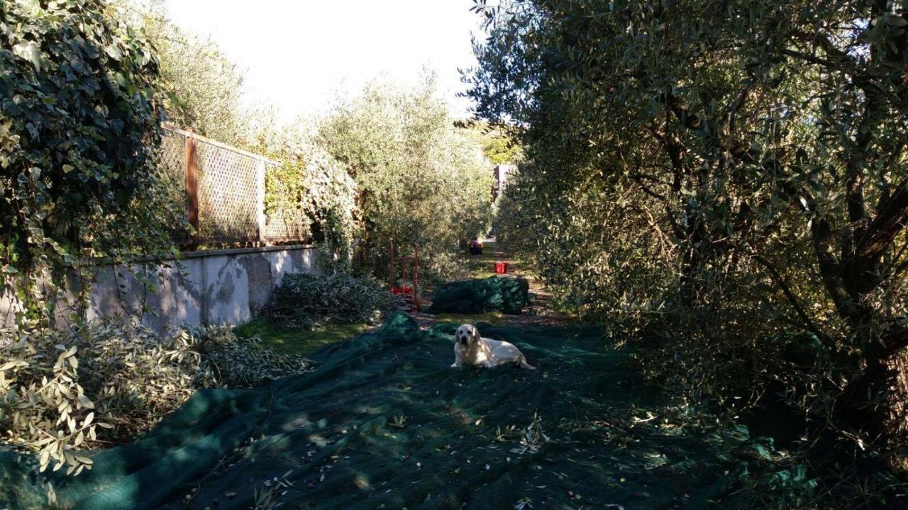 B&B La Grola San Martino Buon Albergo Bagian luar foto